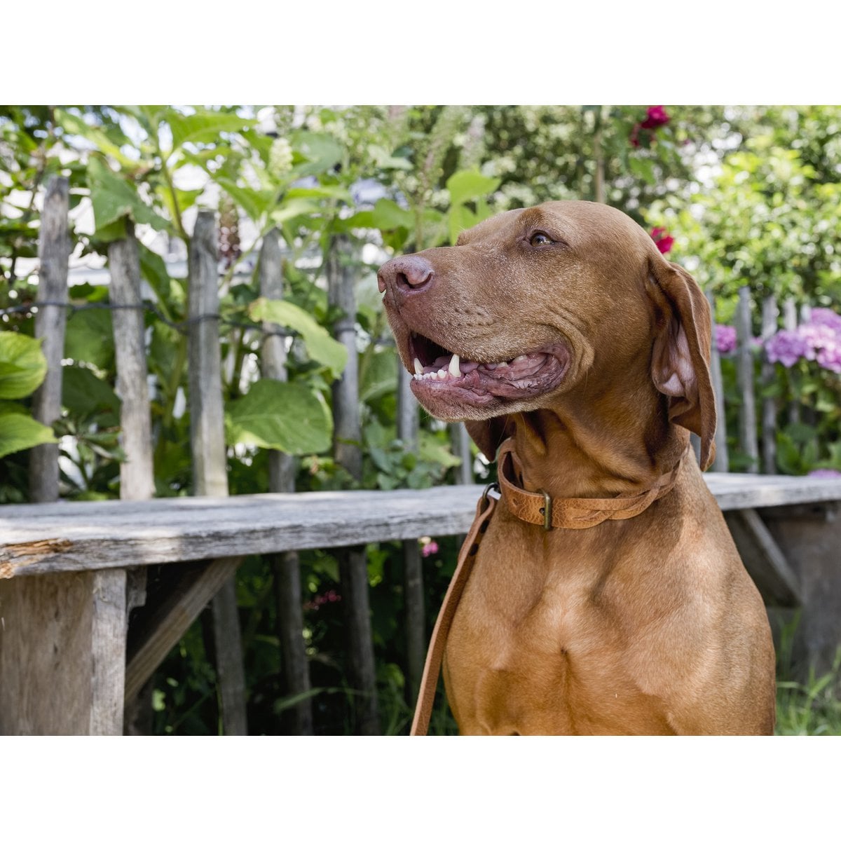 Gedrehtes Hundehalsband – Kamelfarbe