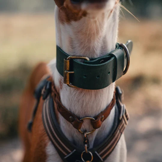 Hundehalsband – Breites Leder (kräftiges Grün)