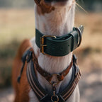 Hundehalsband – Breites Leder (kräftiges Grün)