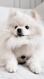 PAWEAREA Signature Embossed Leather Dog Harness