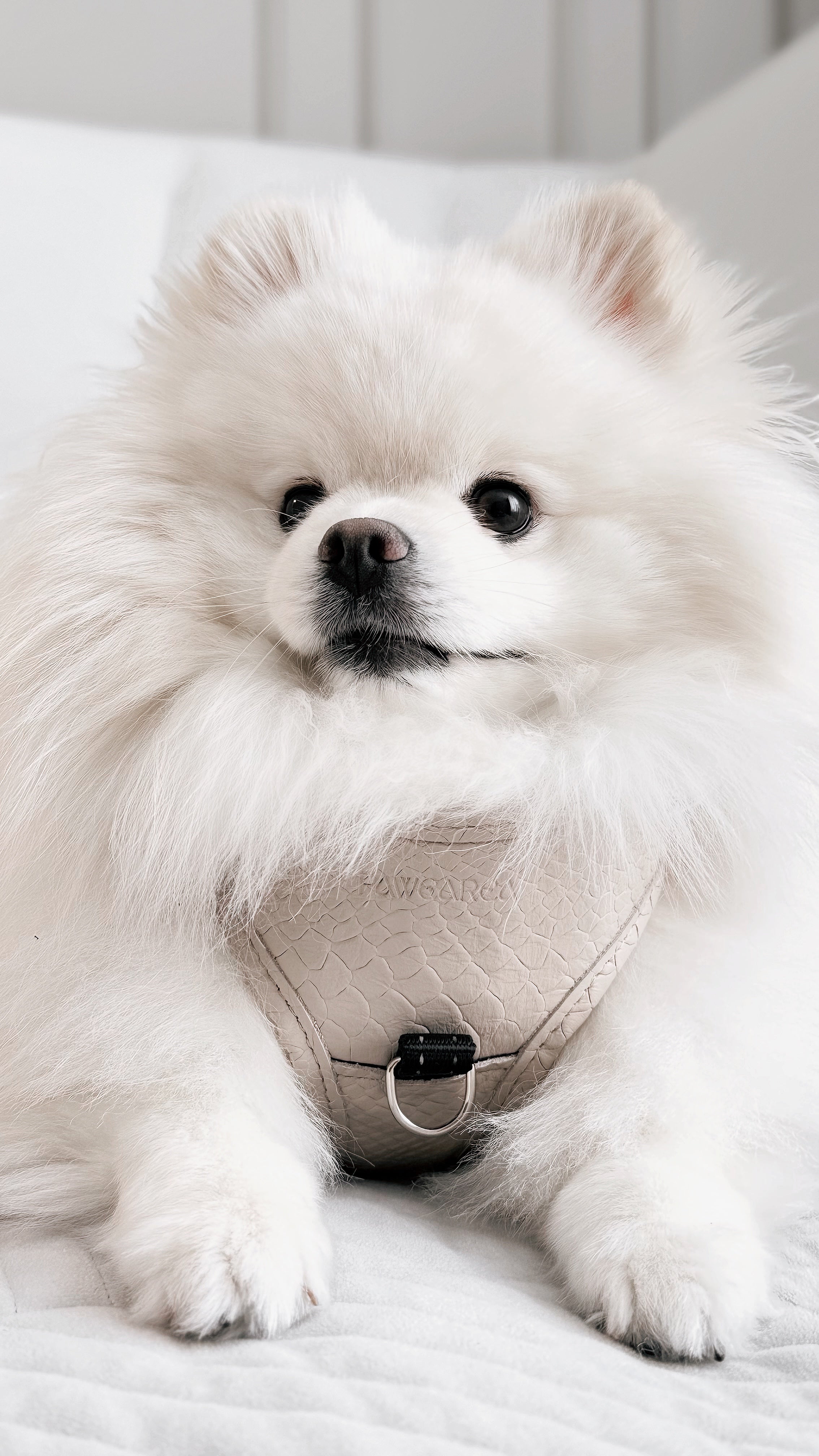 PAWEAREA Signature Embossed Leather Dog Harness