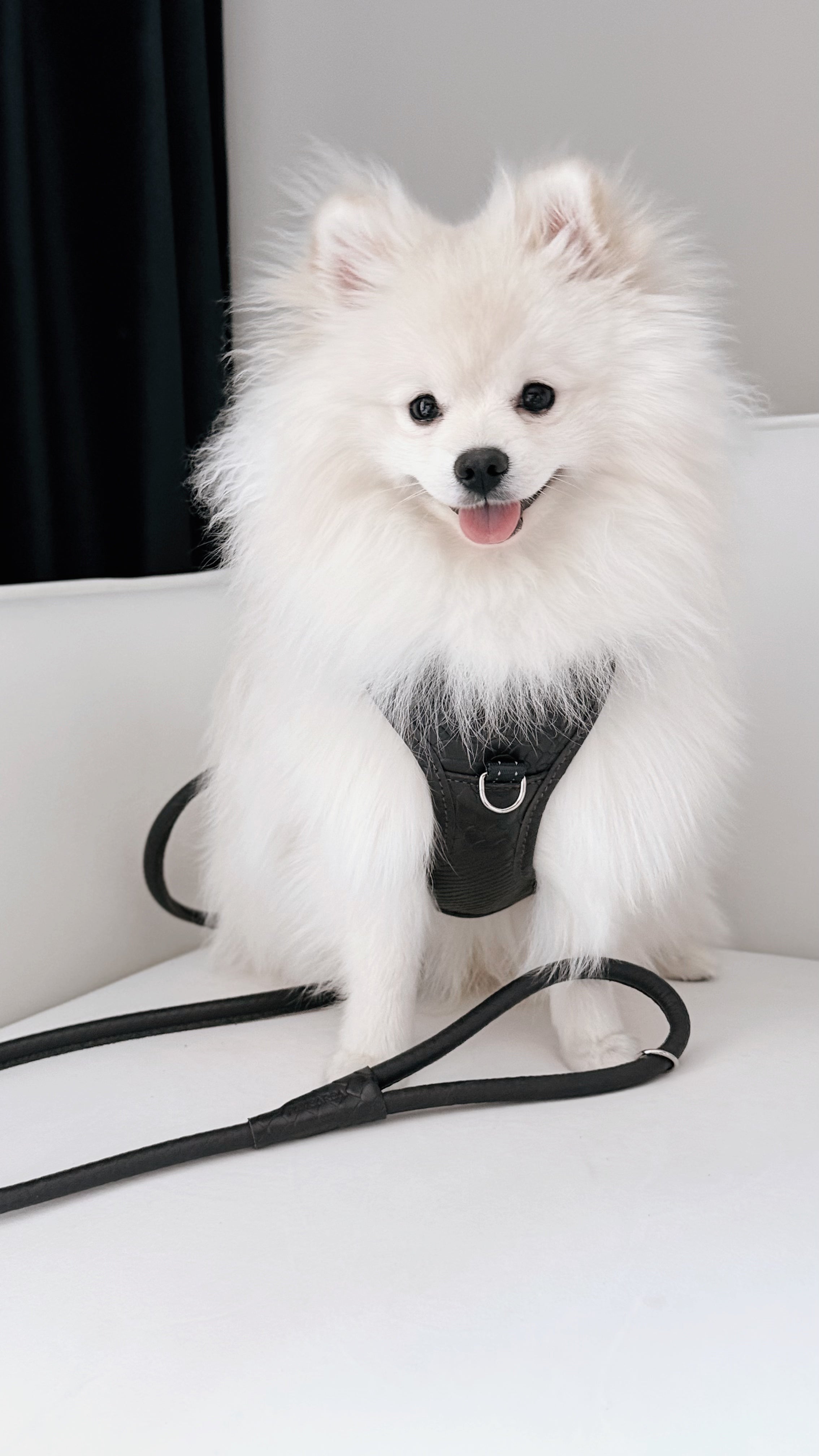 PAWEAREA Signature Embossed Leather Dog Harness