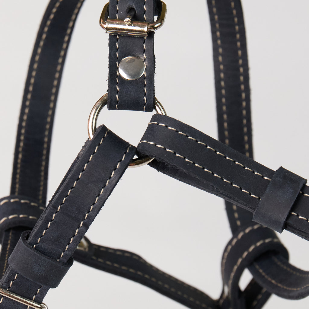 Blue Leather Dog Harness - additional product view