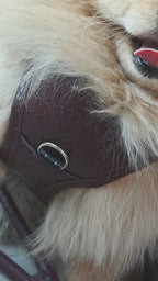 PAWEAREA Signature Embossed Leather Dog Harness