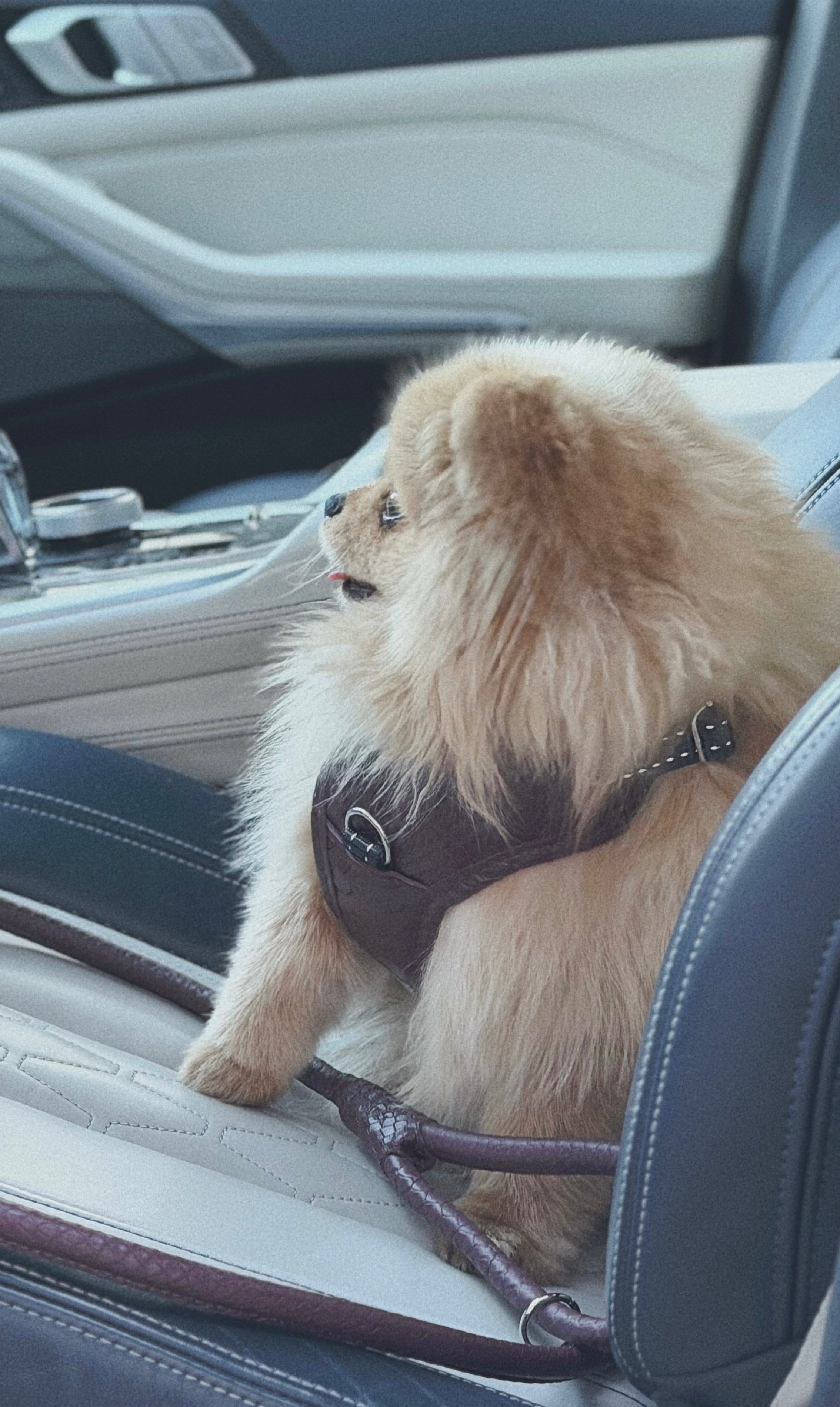 PAWEAREA Signature Embossed Leather Dog Harness