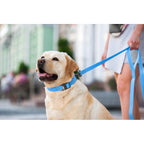 WAUDOG Waterproof Dog Leash - Blue