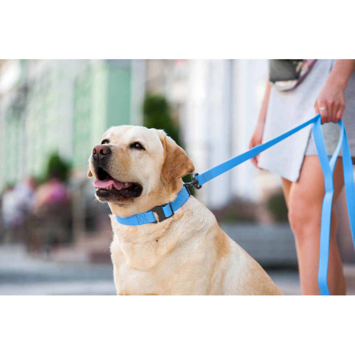WAUDOG Waterproof Dog Leash - Blue