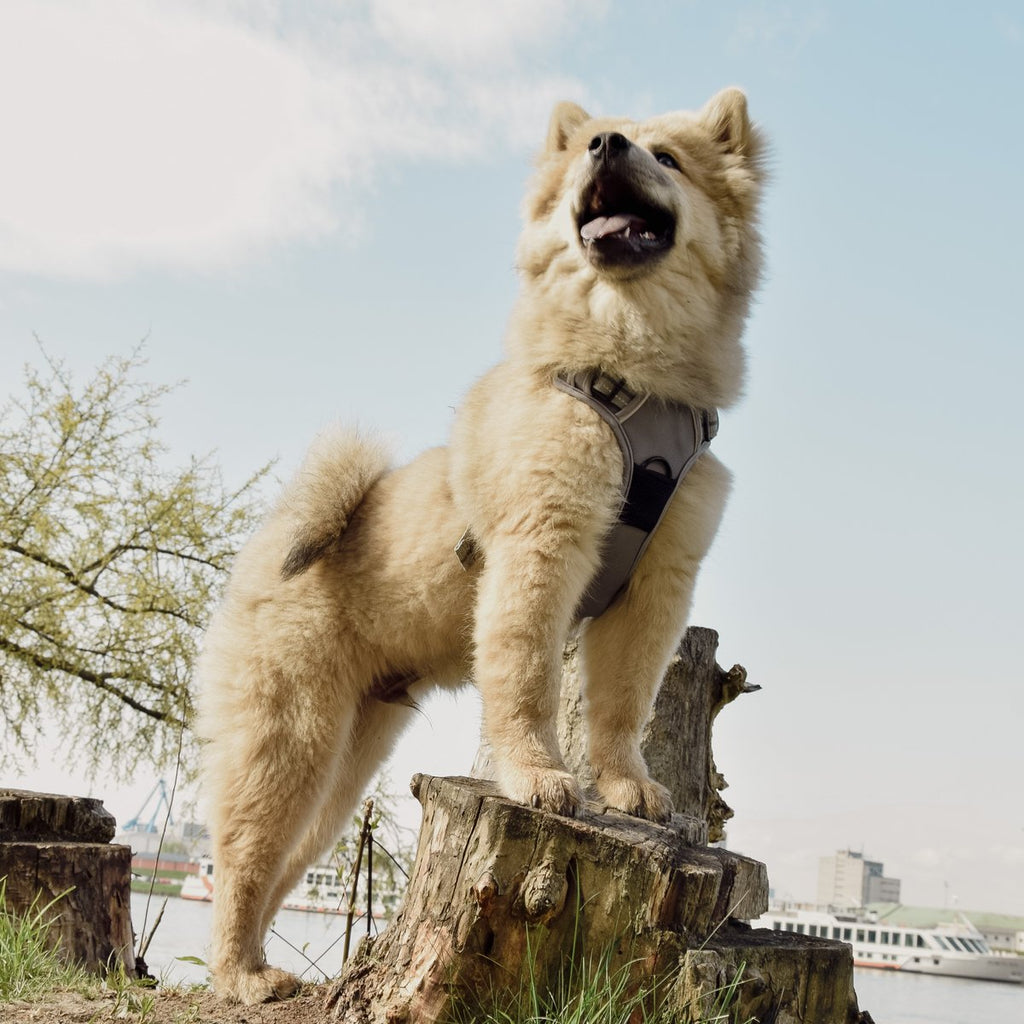 Hundegeschirr – stoßdämpfend