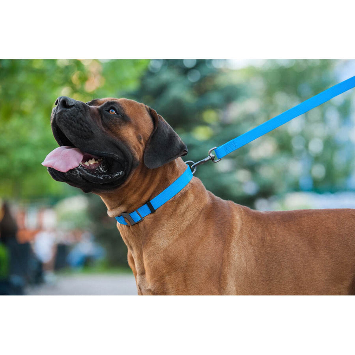 WAUDOG Waterproof Dog Leash - Blue