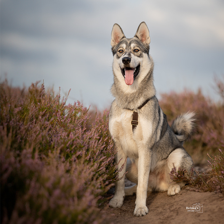 Hundehanfgeschirr – Kastanienbraun