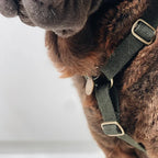 Hundegeschirr aus Hanf – Waldgrün