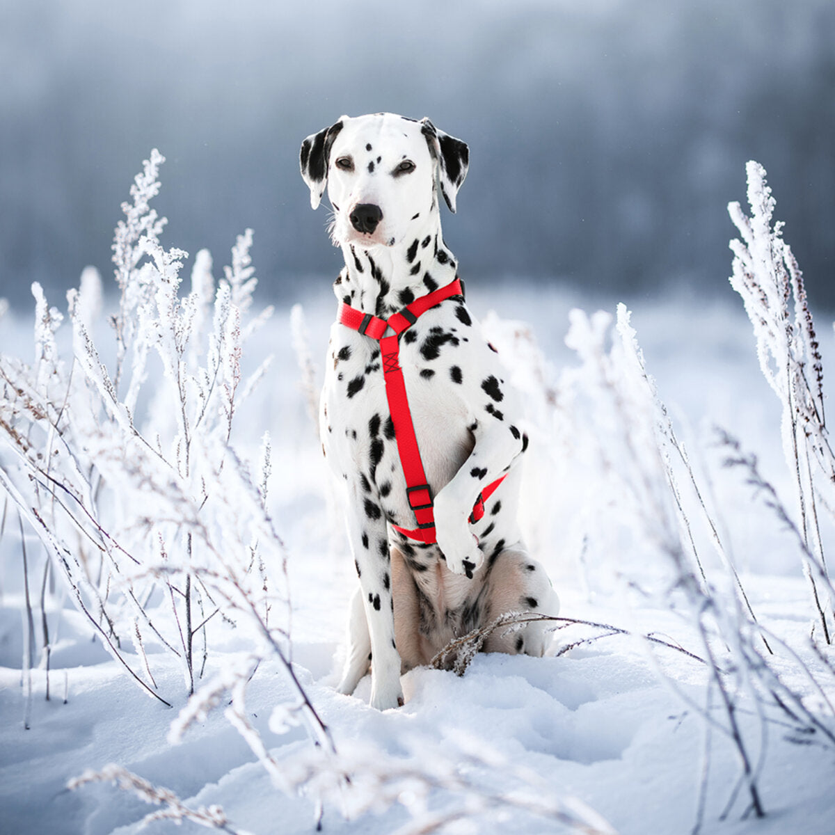 WAUDOG Waterproof Dog H-Harness with QR Passport - Red