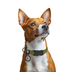 WAUDOG Magnet Dog Collar with QR Passport - Khaki