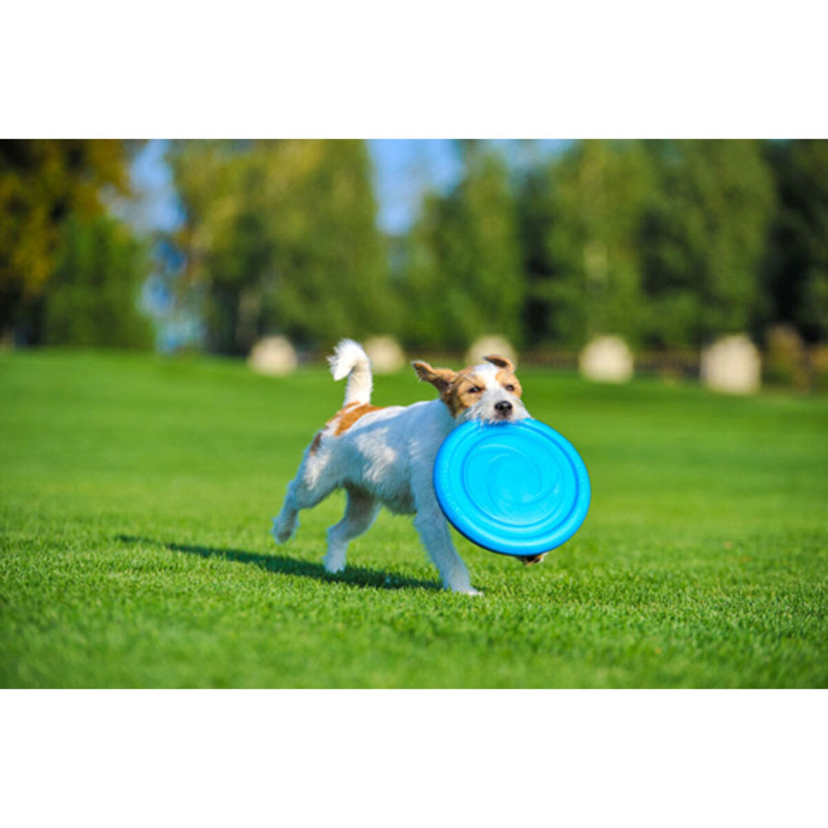 PitchDog - Game flying disc d 24 Blue