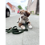 Dog Leash – Hemp (Forest Green)