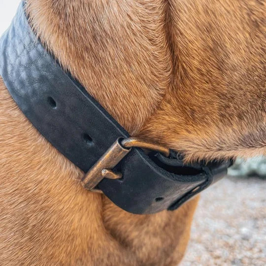 Hundehalsband – Breit Leder Schwarz