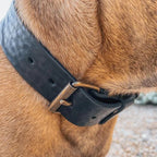 Hundehalsband – Breit Leder Schwarz
