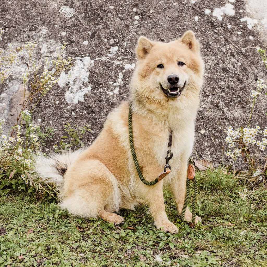 Correa de Cuerda para Perro – Estilo Urbano (120 cm)