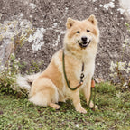 Correa de Cuerda para Perro – Estilo Urbano (120 cm)