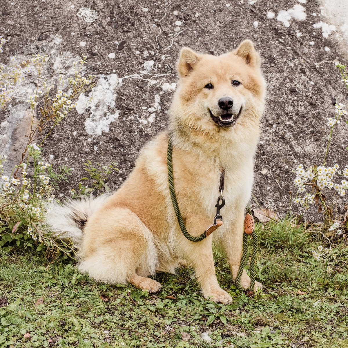 Correa de Cuerda para Perro – Estilo Urbano (120 cm)