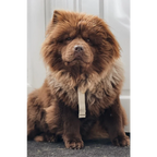 Hundegeschirr aus Hanf – Weiß