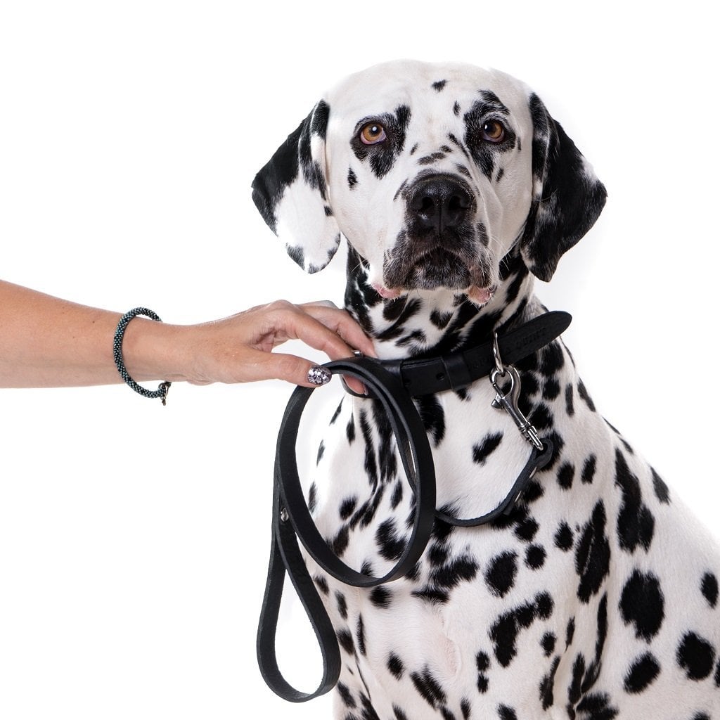 Hundetrainingsleine – Schwarz