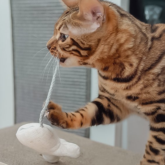Juguetes para gatos con hierba gatera - Set rellenable (3 juguetes + 9 bolsas de hierba gatera)