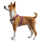 WAUDOG Magnet Dog H-Harness with QR Passport - Purple