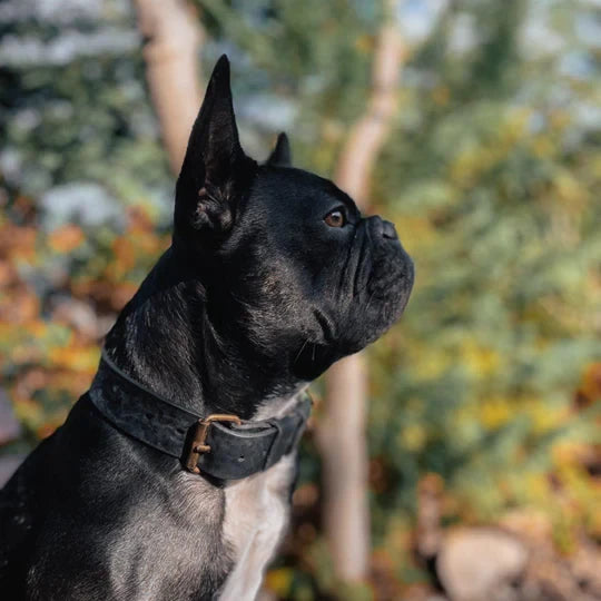 Hundehalsband – Breit Leder Schwarz