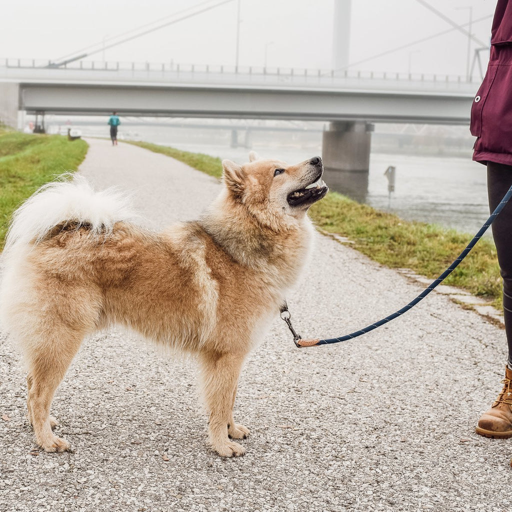 Correa de Cuerda para Perro – Estilo Urbano (120 cm)
