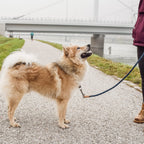 Correa de Cuerda para Perro – Estilo Urbano (120 cm)