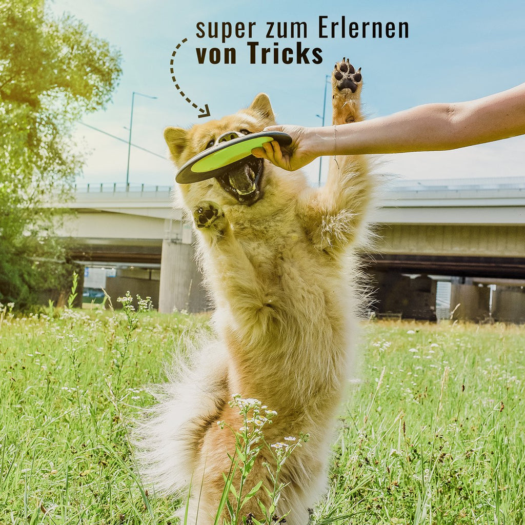 Frisbee para perros – Flotante de larga distancia