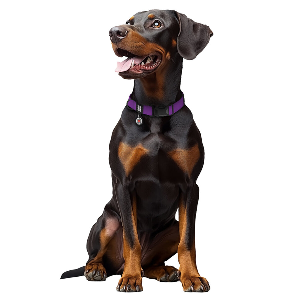 WAUDOG Magnet Dog Collar with QR Passport - Purple