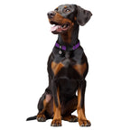 WAUDOG Magnet Dog Collar with QR Passport - Purple