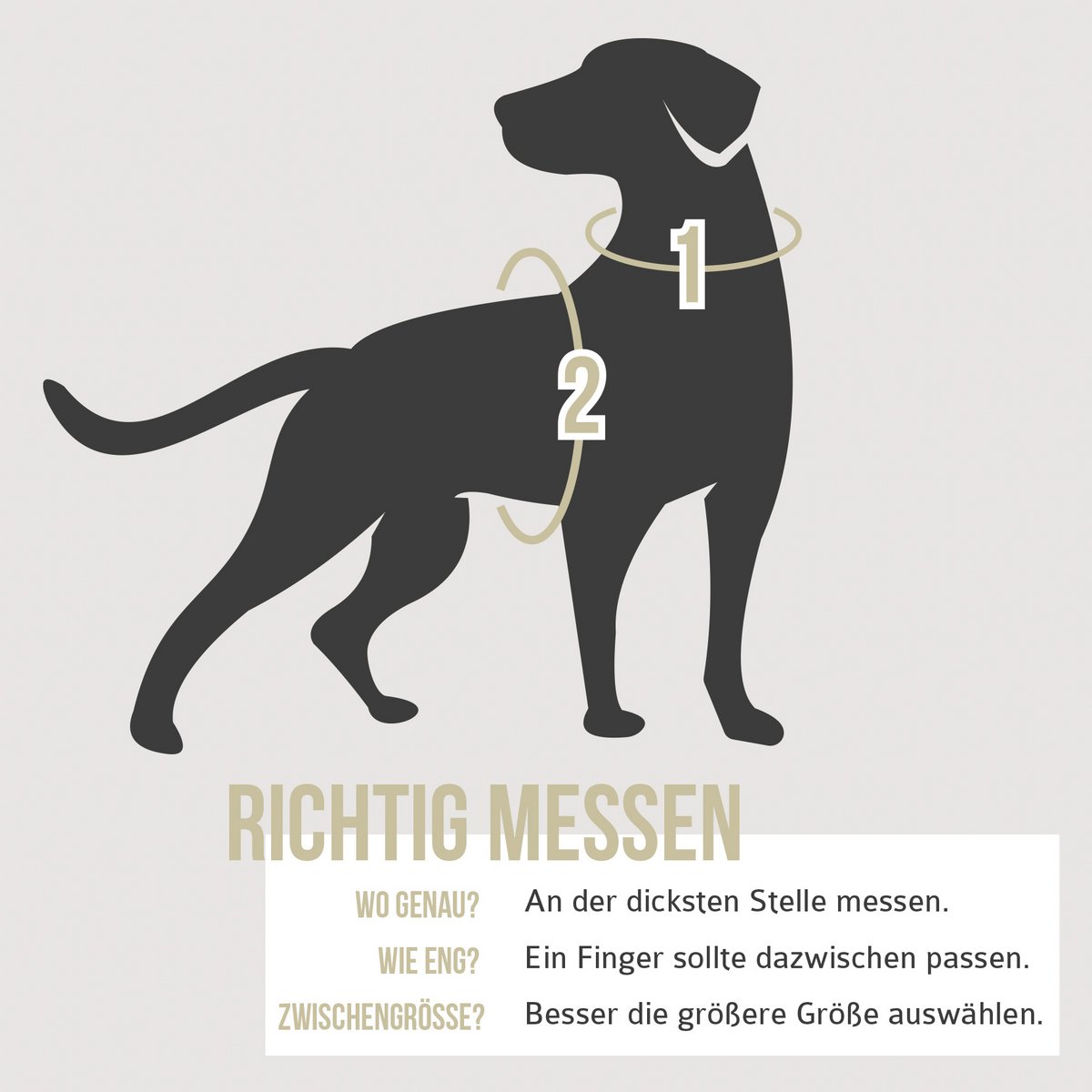Hundegeschirr – stoßdämpfend