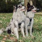 Hundegeschirr – stoßdämpfend