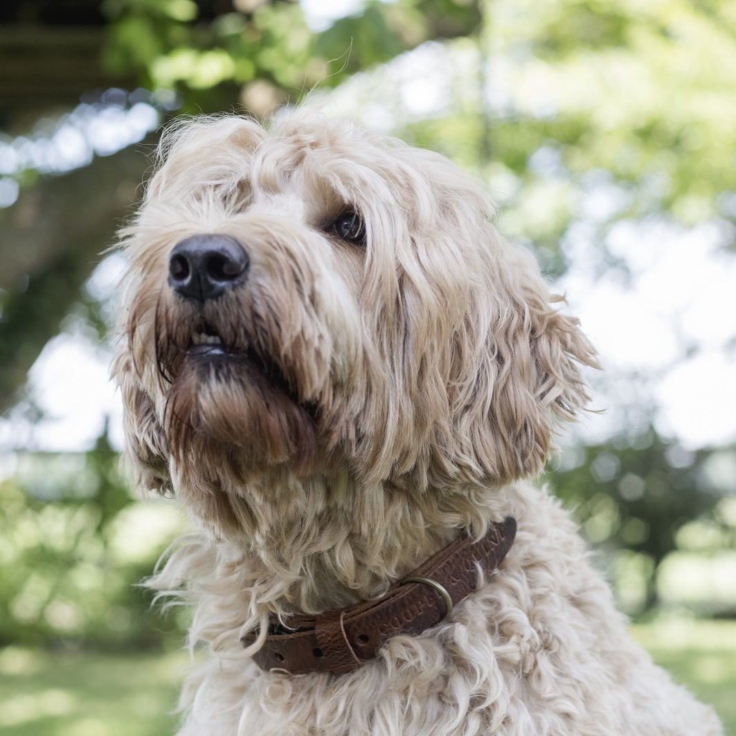 Hundehalsband – Geflochten (Braun)