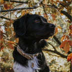 Gedrehtes Hundehalsband – Stein