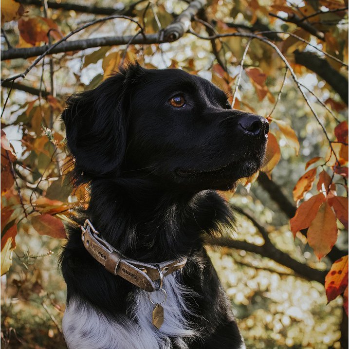 Gedrehtes Hundehalsband – Stein