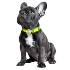WAUDOG Nylon Dog Collar with QR Passport - Gradient - Light green