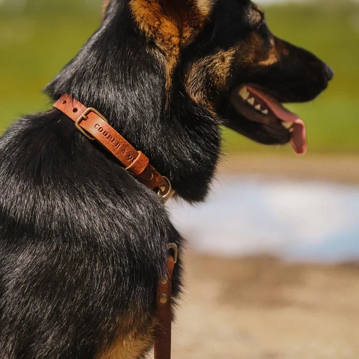 Hundehalsband aus Leder – Farbe Kamel