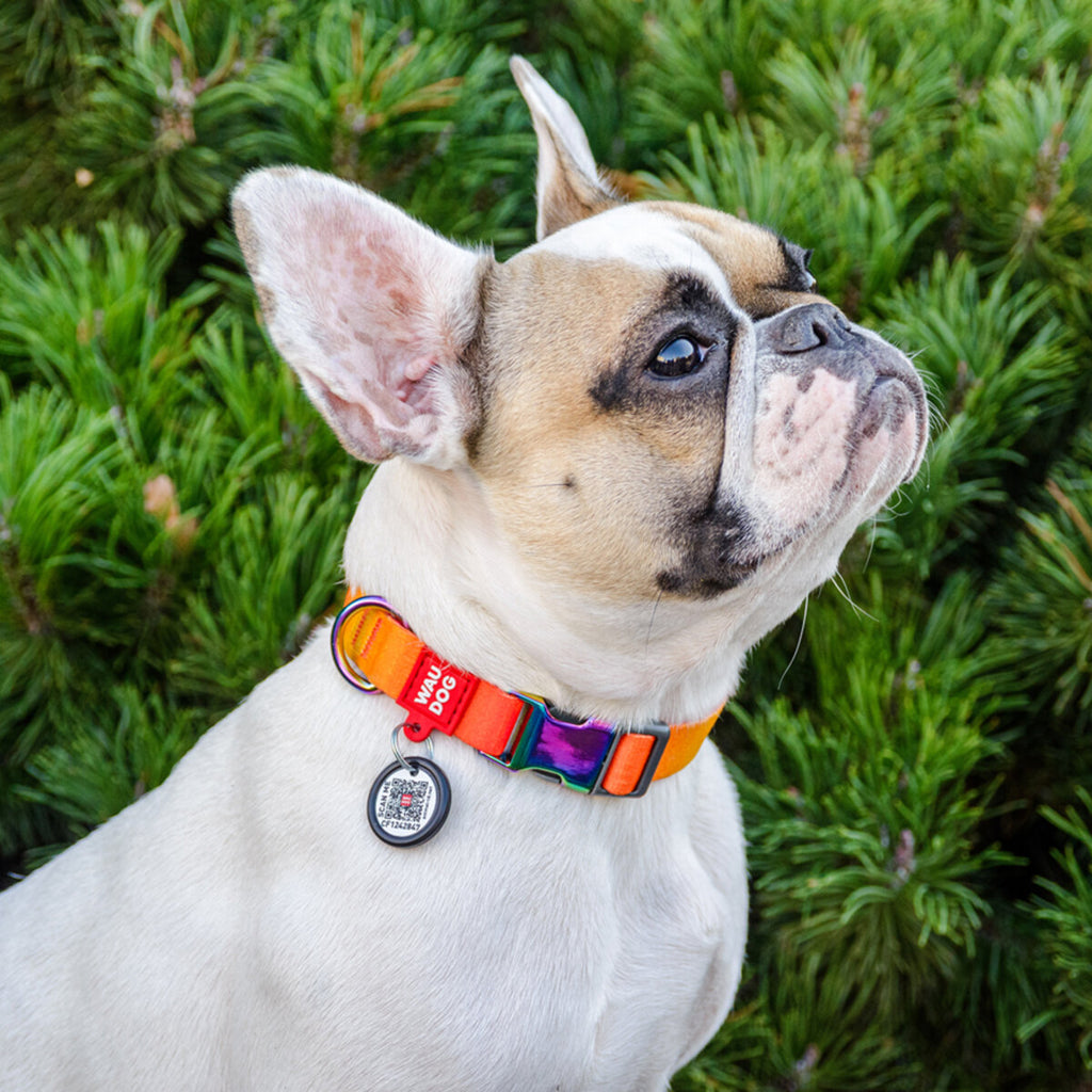 WAUDOG Nylon Dog Collar with QR Passport - Gradient - Orange