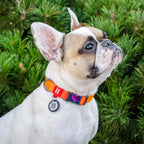 WAUDOG Nylon Dog Collar with QR Passport - Gradient - Orange