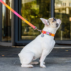 WAUDOG Nylon Dog Collar with QR Passport - Gradient - Orange