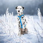 WAUDOG Waterproof Dog H-Harness with QR Passport - Blue