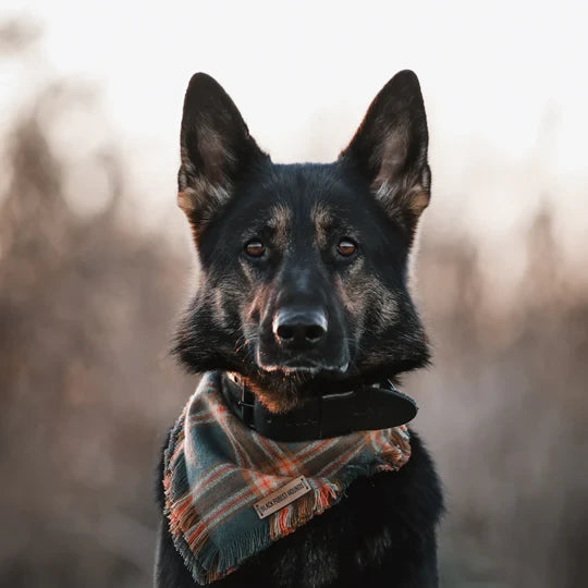Hundehalsband – Breit Leder Schwarz