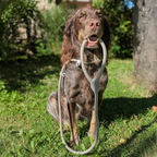 Schlupfhundleine mit integriertem Halsband