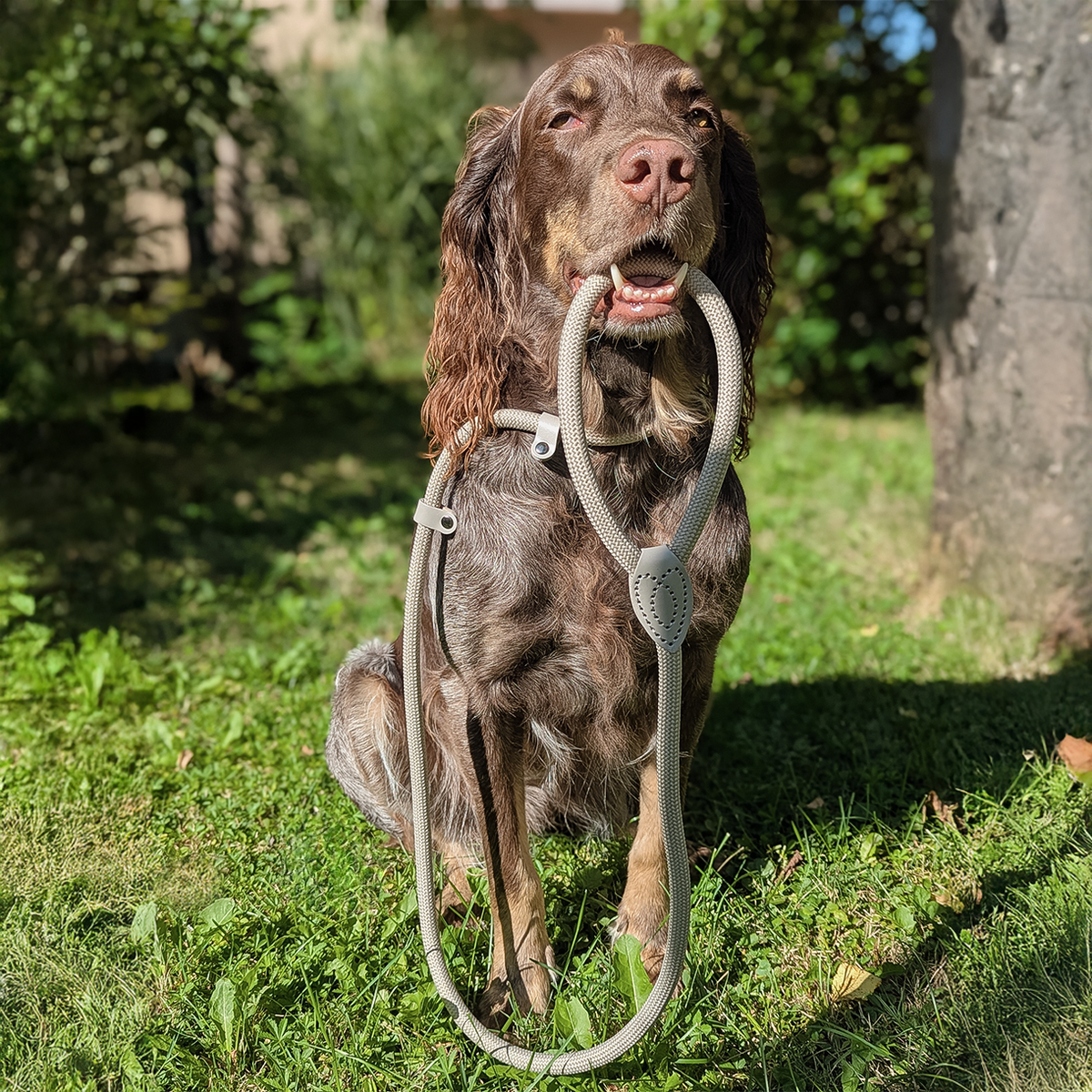 Schlupfhundleine mit integriertem Halsband