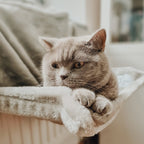 Acogedora Cama para Gatos de Radiador con 5 Palitos de Matatabi