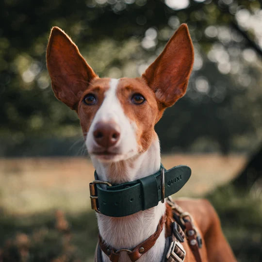 Hundehalsband – Breites Leder (kräftiges Grün)